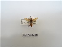 藏品(叉胸異腹胡蜂)的圖片